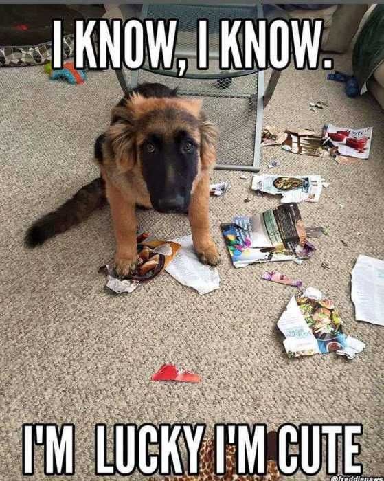 Dog-Lucky-Cute Dog Lucky Cute