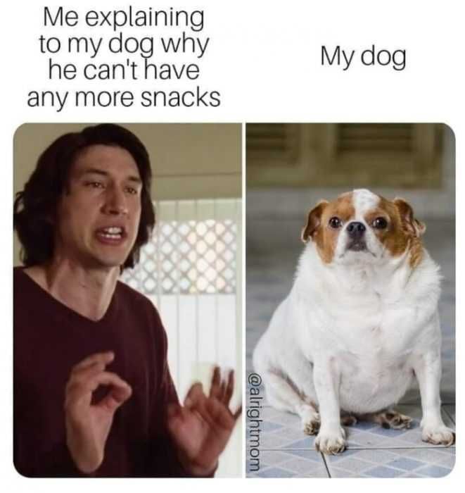 Dog-My-Snacks Dog My Snacks