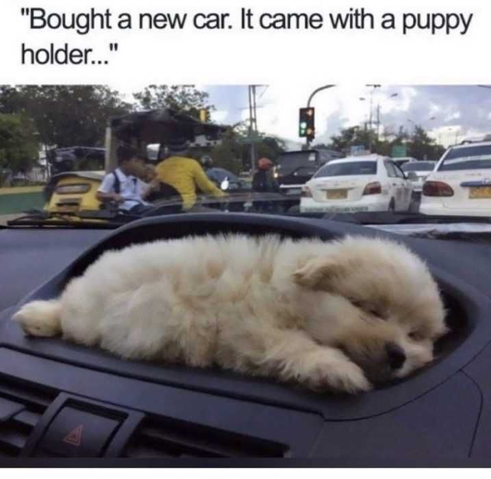 Dog-Puppy-Holder Dog Puppy Holder