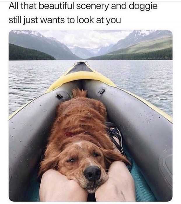 Dog-Still-Look Dog Still Look