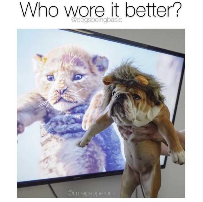 Dog-Wore-It-Better Dog Wore It Better