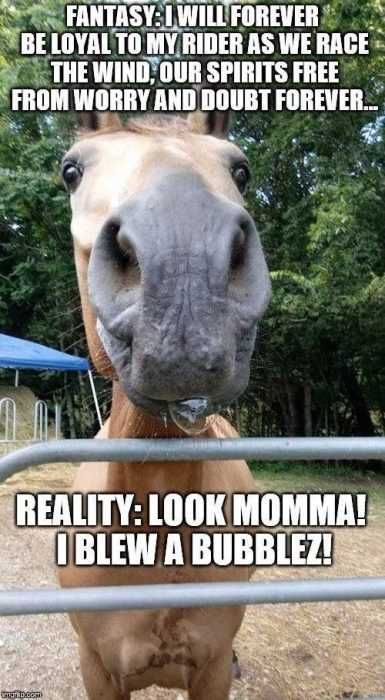 Horse-Fantasy Horse Fantasy