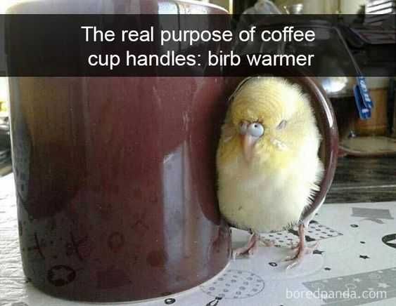 Meme-Birb-Warner Meme Birb Warner