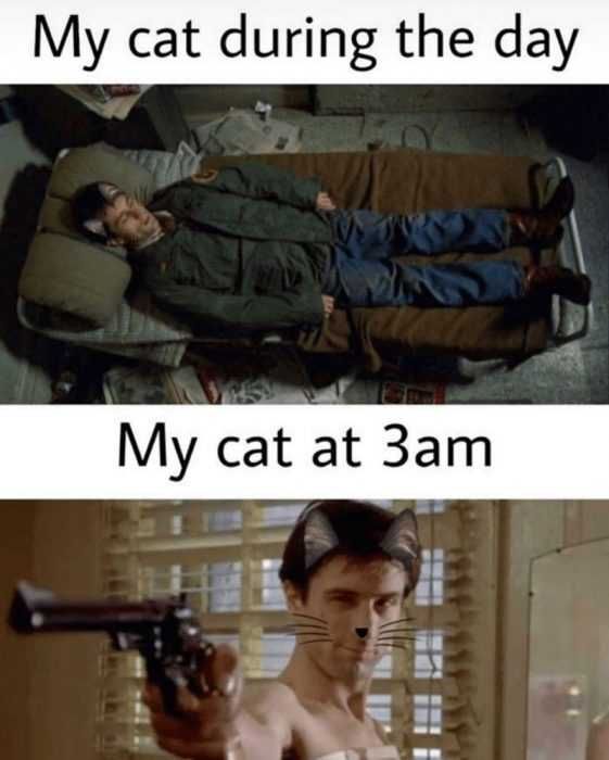 Meme-Cat-During-Day Meme Cat During Day
