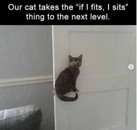 Meme-Cat-Sits-Fits Meme Cat Sits Fits