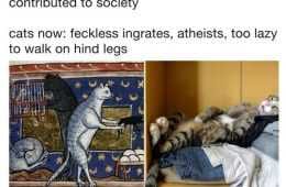 Meme Cat Too Lazy