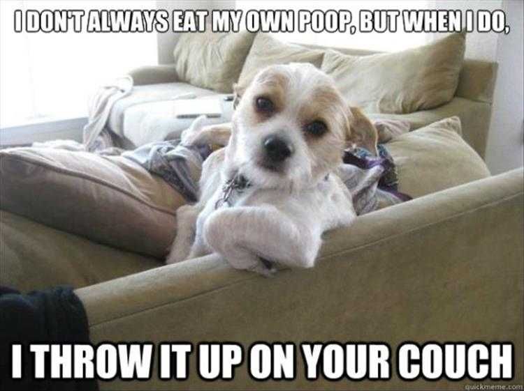Meme-Dog-Couch Meme Dog Couch