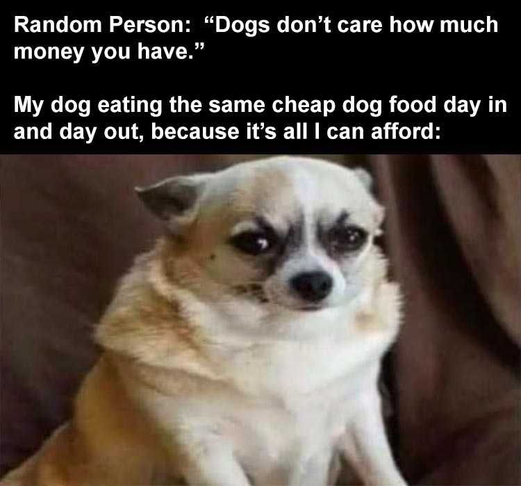 Meme-Dog-Same-Cheap Meme Dog Same Cheap