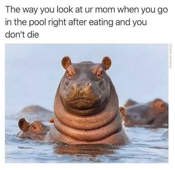 Meme-Hippo-Pool Meme Hippo Pool