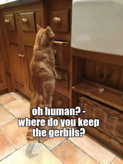 Meme-Human-Where Meme Human Where