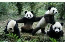 Meme Panda Squad