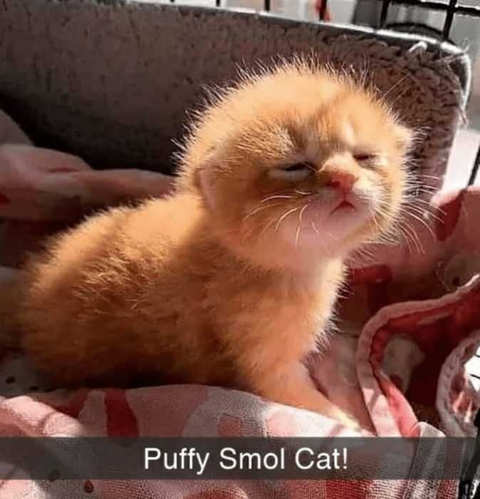 Meme-Puffy-Smol Meme Puffy Smol