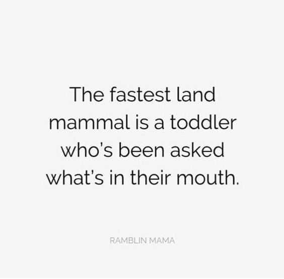 Meme-Toddler-Asked Meme Toddler Asked