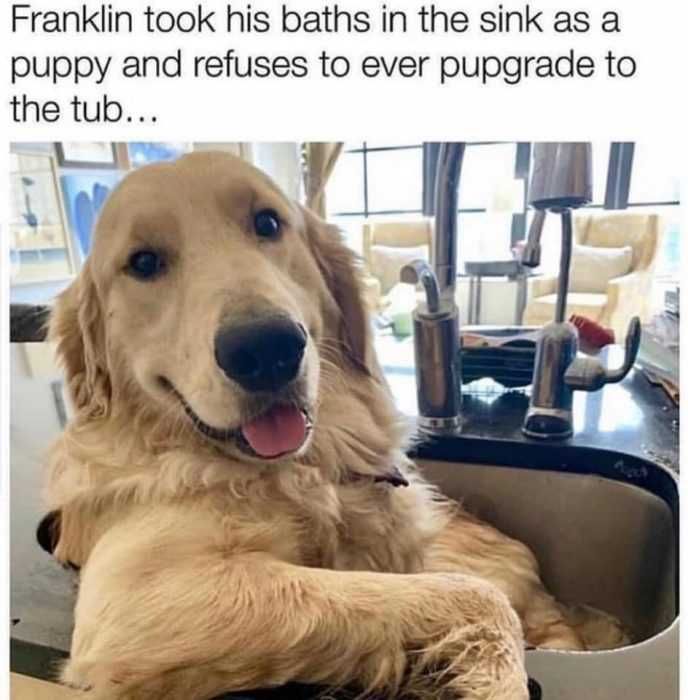Pupgrade Pupgrade