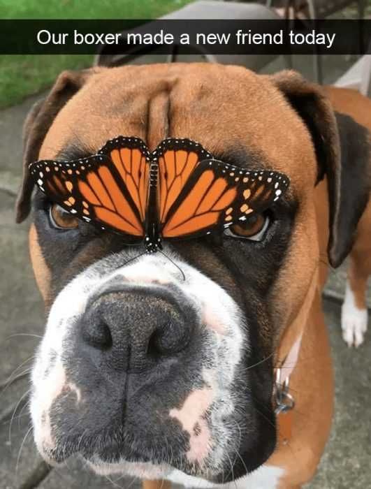 Snap-Dog-Butterfly Snap Dog Butterfly