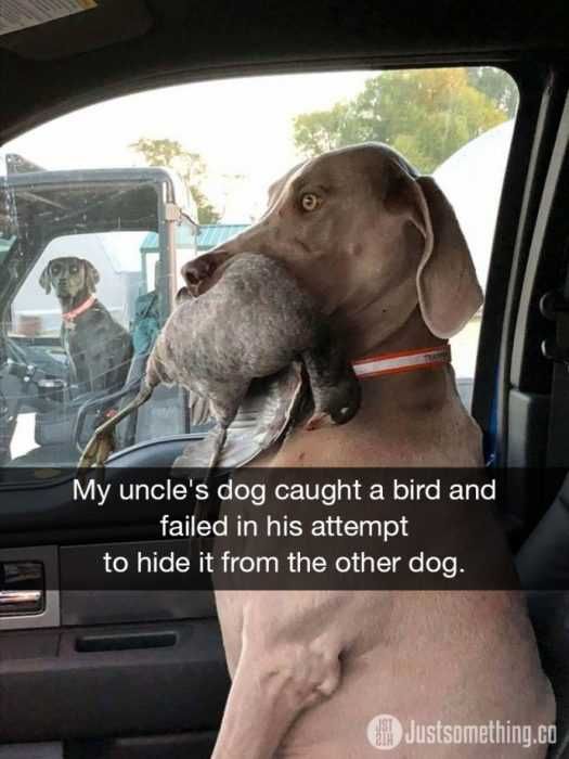 Snap-Dog-Failed Snap Dog Failed