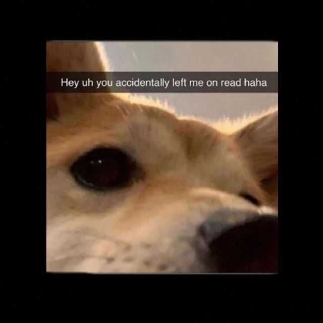 Snap-Dog-Let-Read Snap Dog Let Read