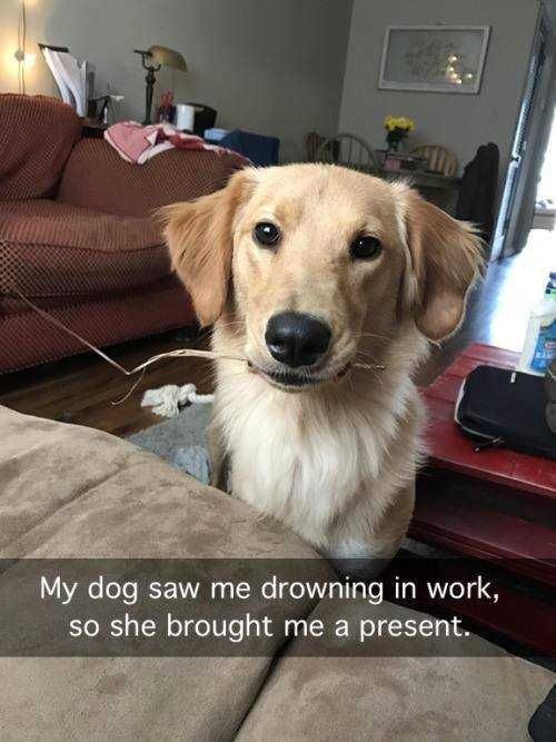 Snap-Dog-Present Snap Dog Present