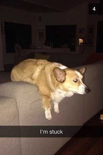 Snap-Dog-Stuck Snap Dog Stuck