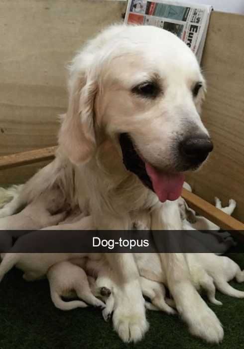 Snap-Dog-Topus Snap Dog Topus