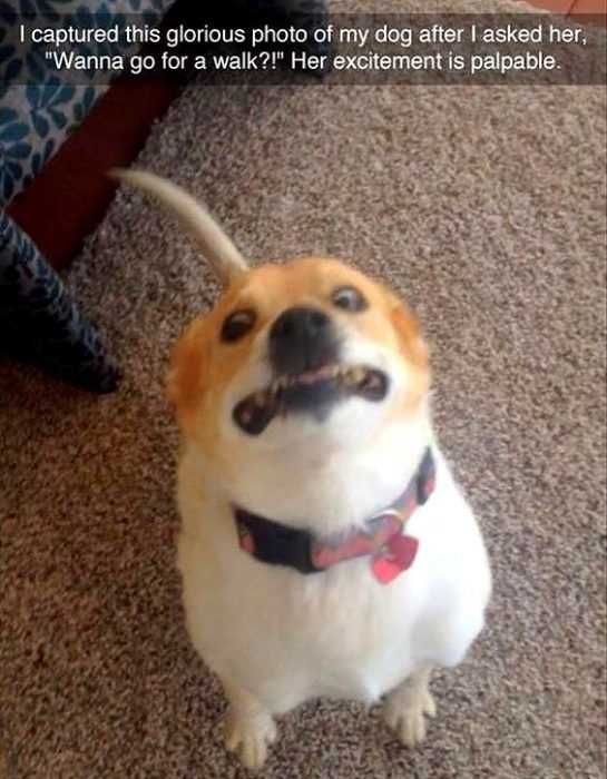 Snap-Dog-Wanna-Walk Snap Dog Wanna Walk