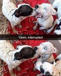 Snap-Dog-Yawn Snap Dog Yawn