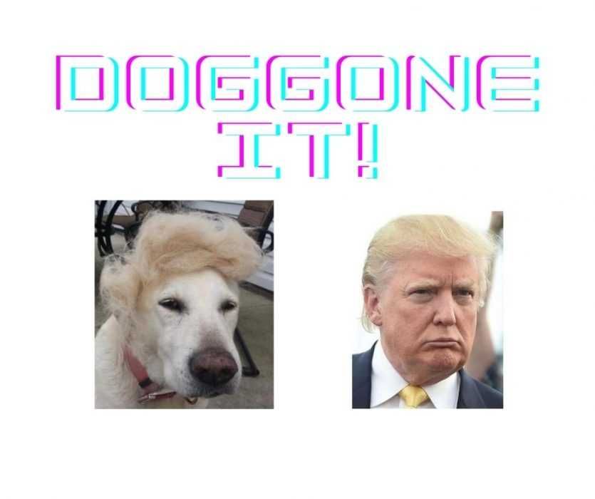 Doggone-It Dog With Donald Trump Hairdo Looks Funny Next To Trump