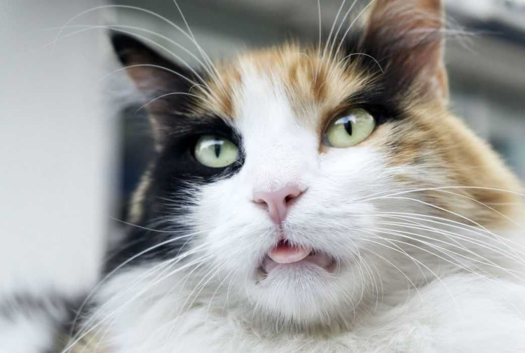 Adorable-Blep Adorable Blep