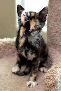 Adorable-Calico-Kitty Adorable Calico Kitty