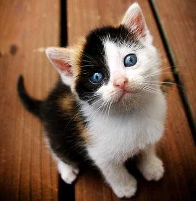 Adorable-Cat-Calico Adorable Cat Calico