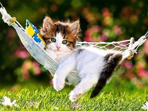 Adorable-Cat-Hammock Adorable Cat Hammock