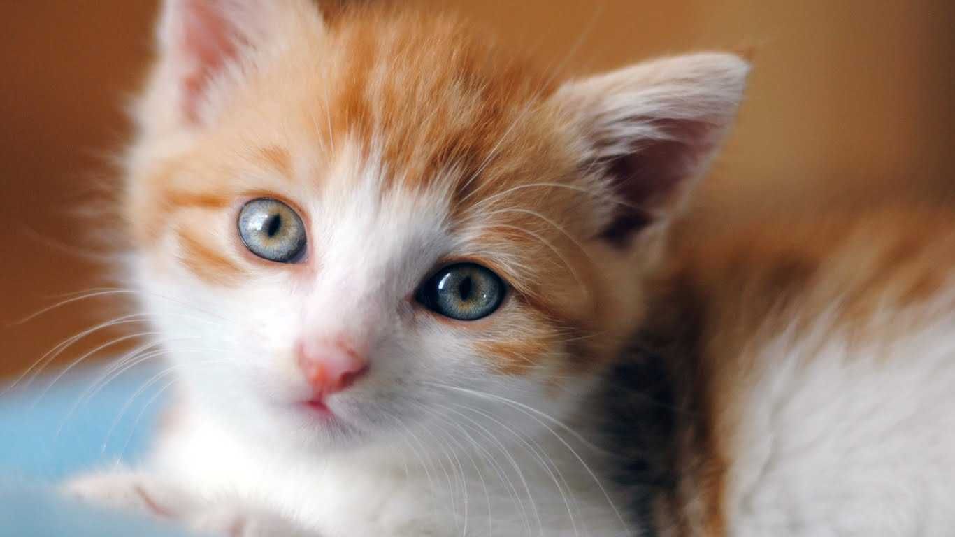 Adorable-Cat-Orange Adorable Cat Orange