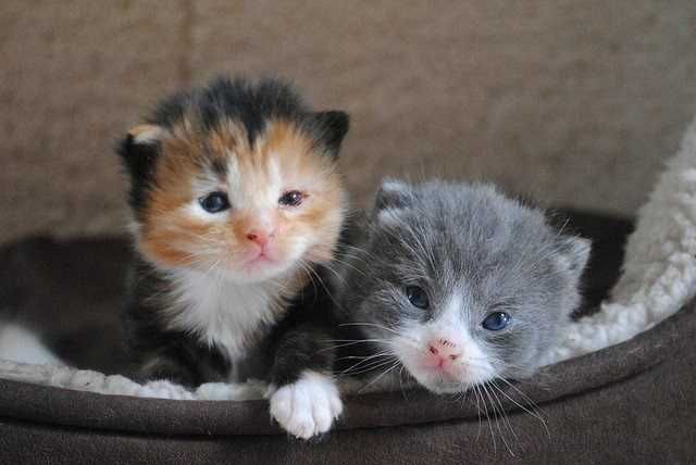 Adorable-Cat-Pile Adorable Cat Pile
