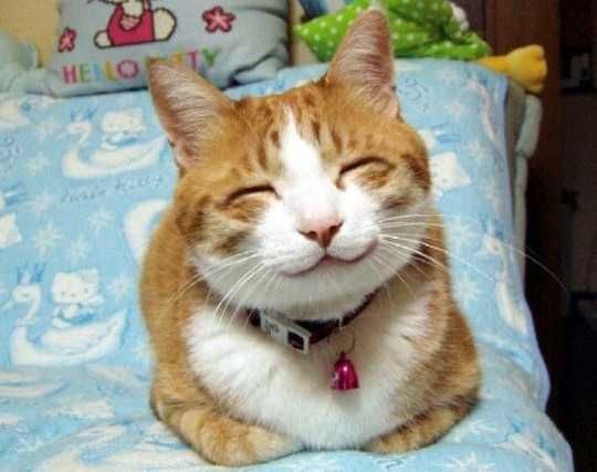 Adorable-Smile-Orange Adorable Smile Orange