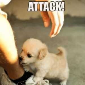 Dog-Attack Cute Puppy Licking An Ankle