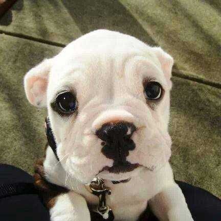 Dog-Black-White-Nose Dog Black White Nose