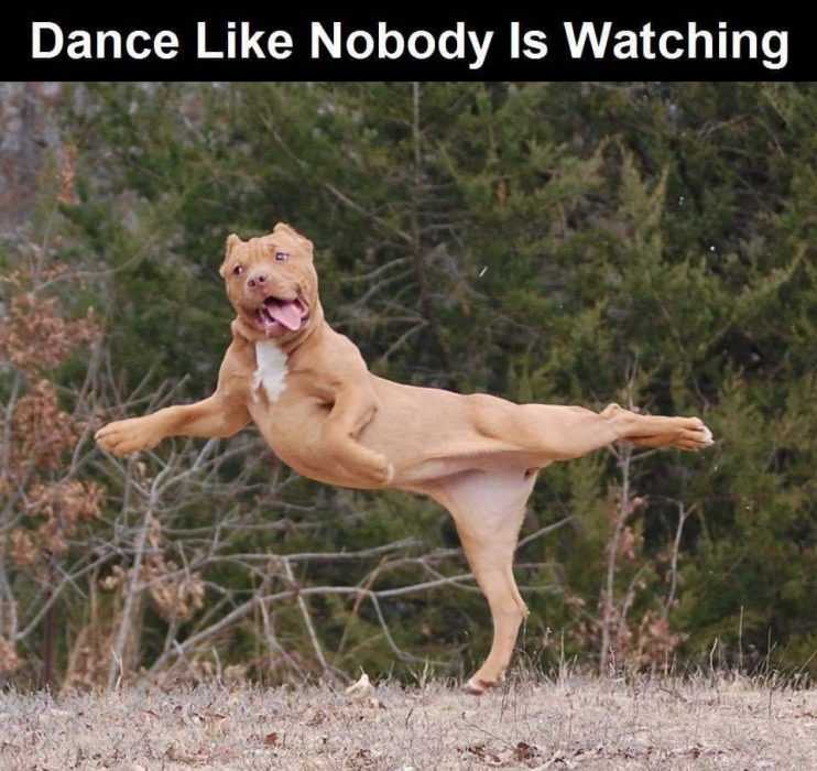 Dog-Dance-Like-No-One Cute Picture Of A Terrier Dog Doing A Warrior 3 Pose With Tongue Sticking Out