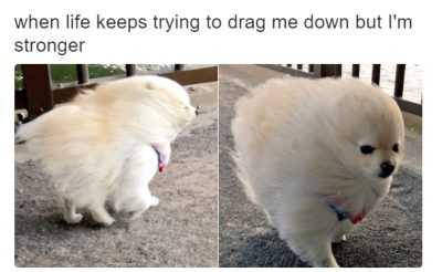 Dog-Drag-Me-Down Cute Picture Of A Hairy Dog Walking Into Strong Wind
