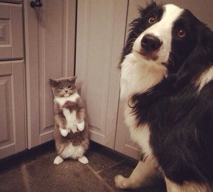 Dog-Innocent A Cat Sitting Next To A Dog