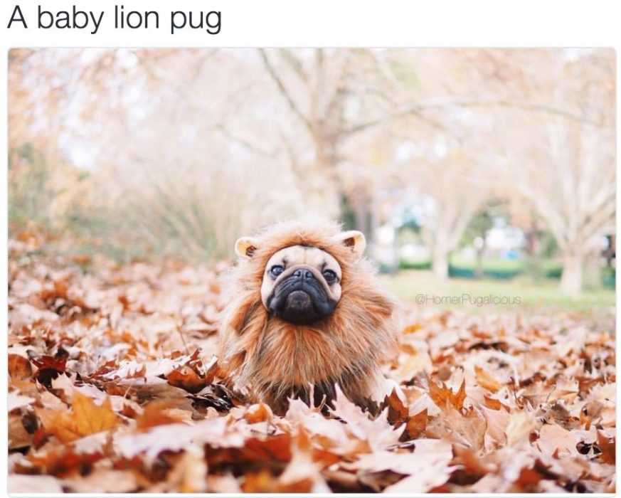 Dog-Lion-Pug-1 Cute Baby Pug Dressed Up As A Lion