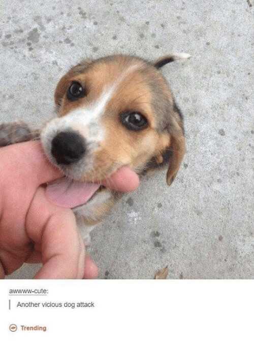 Dog-Vicious-Dog Cute Beagle Puppy Attacking Its Owner's Finger With A Playful Bite
