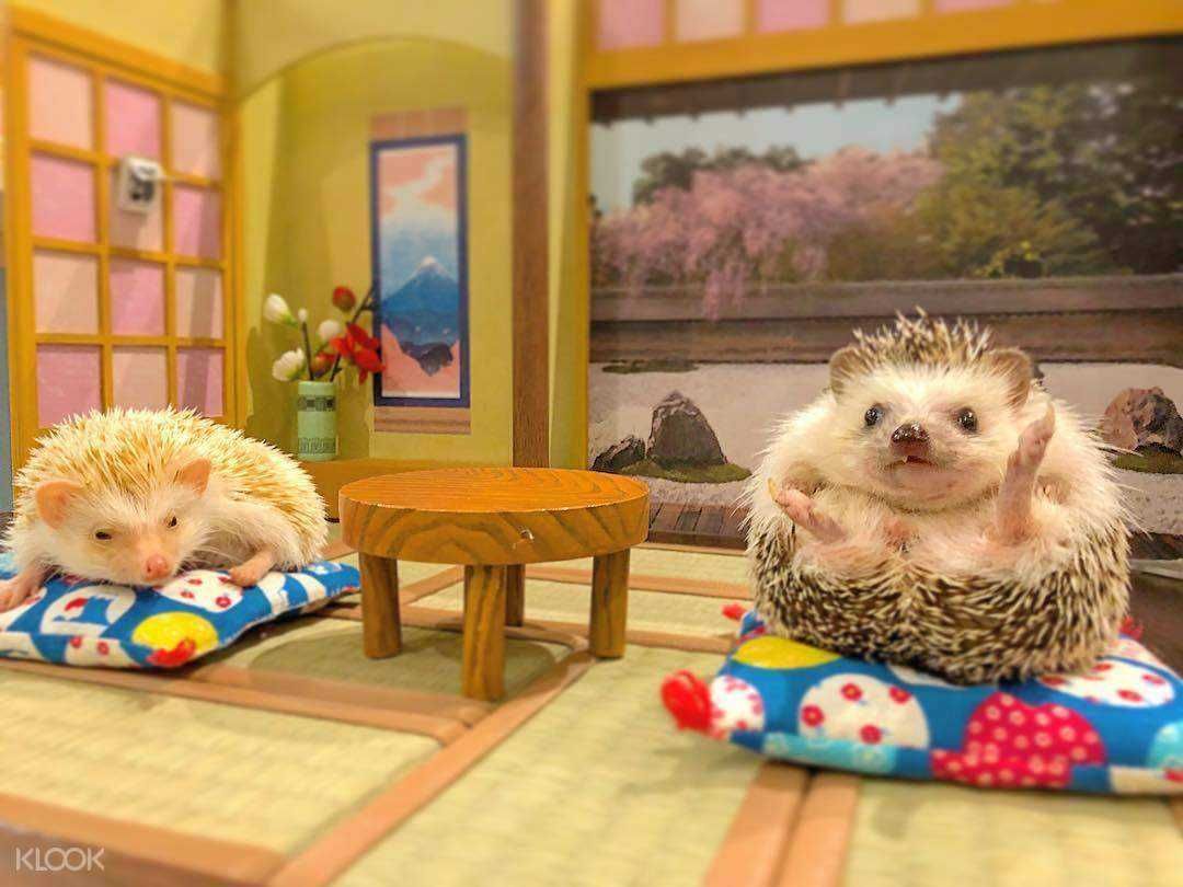Funny-Hedgehog-Cafe Two Hedge Hogs Sitting In A Japanese Room