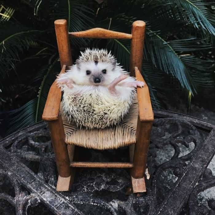 Funny-Hedgehog-Chair Cute Hedge Hog Rolled Up In Its Own Rocking Chair
