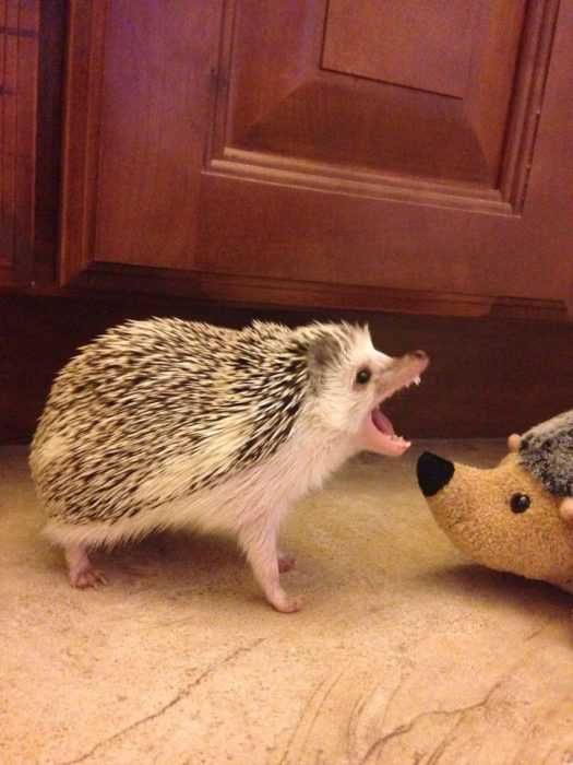 Funny-Hedgehog-Yell Hedgehogs Pics Showing An Angry Hedgehog Next To A Stuffed Hedgehog