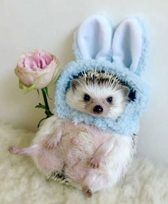 Hedgehog-Bunny Cute Picture Of A Hedge Hog Wearing Rabbit Ears