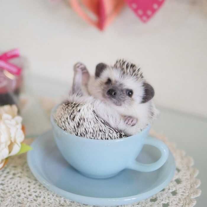 Hedgehog-Mug Cute Picture Of A Hedgehog In A Teacup