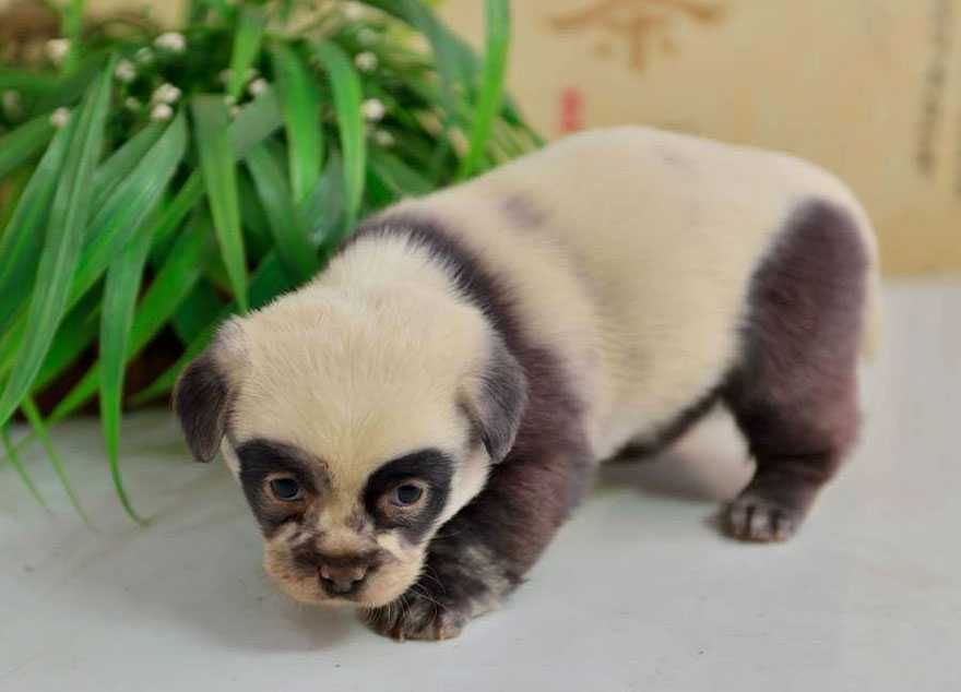 Panda-Puppy Panda Puppy