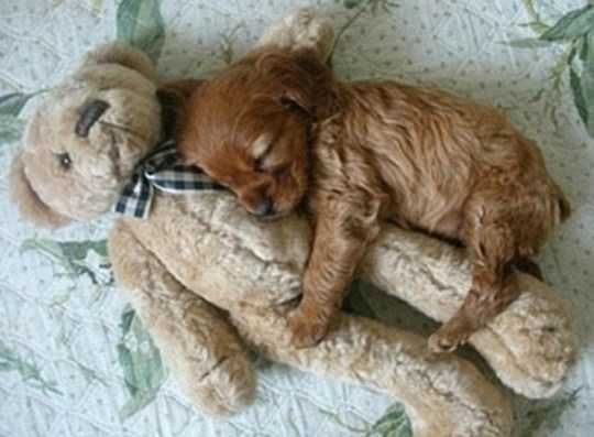 Pic-Adorable-Teddy Pic Adorable Teddy