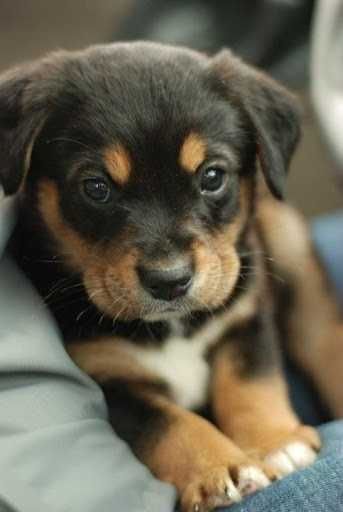 Pic-Adorable Pic Adorable