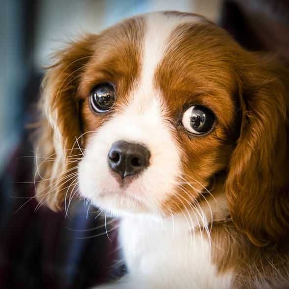 Pic-Big-Eyes Pic Big Eyes